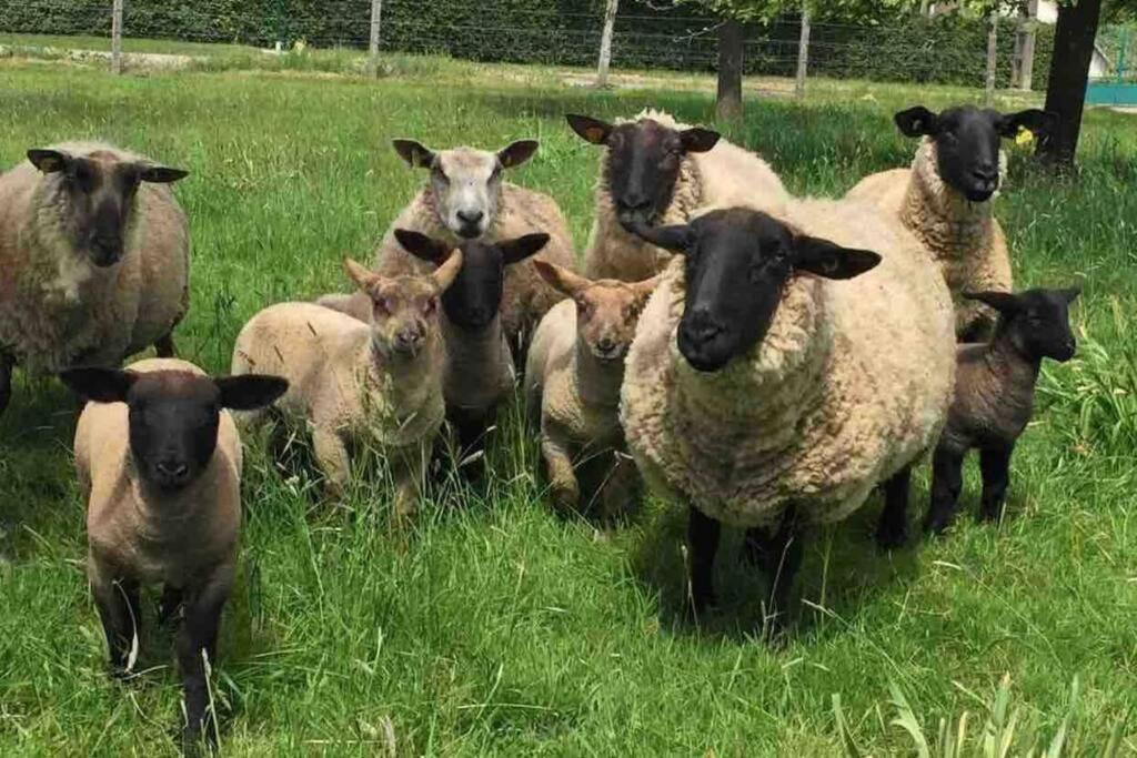 Cottage Normand Avec Sa Grande Piscine Chauffee Toute L Annee Sur Parc Arbore Et Clos En Plein Coeur De La Campagne Adapte Aux Kids Et Dog Friendly Saint-Antonin-de-Sommaire المظهر الخارجي الصورة