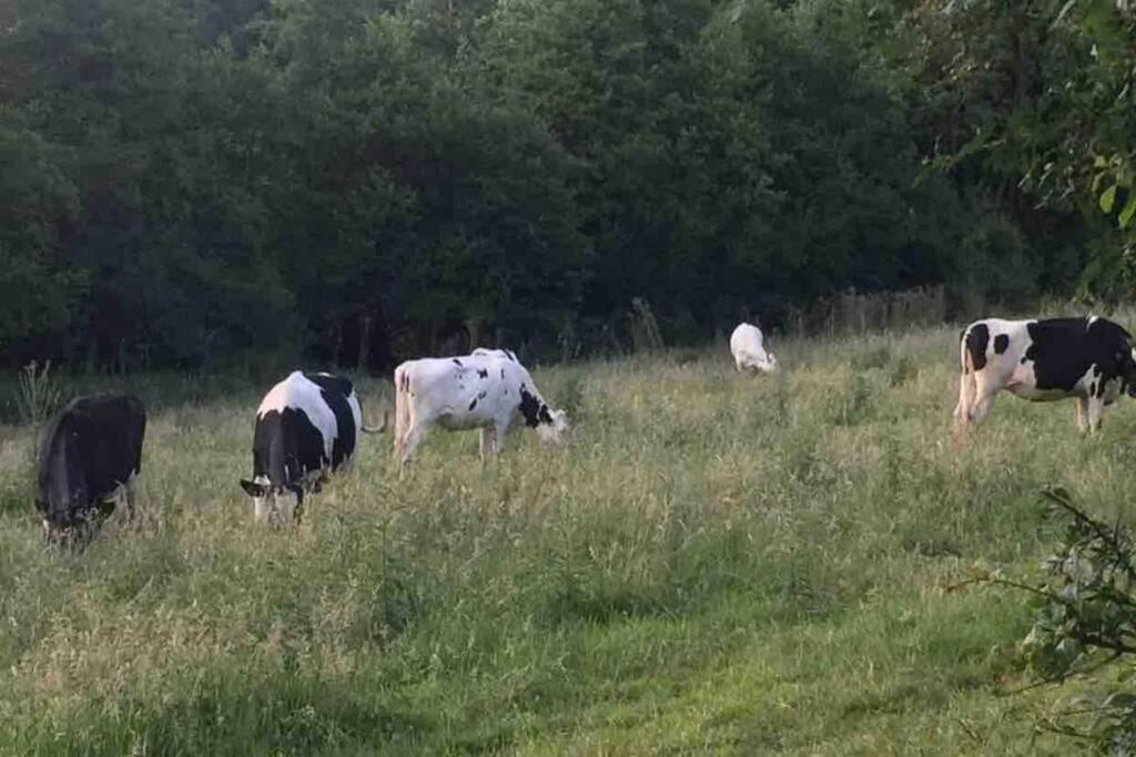 Cottage Normand Avec Sa Grande Piscine Chauffee Toute L Annee Sur Parc Arbore Et Clos En Plein Coeur De La Campagne Adapte Aux Kids Et Dog Friendly Saint-Antonin-de-Sommaire المظهر الخارجي الصورة